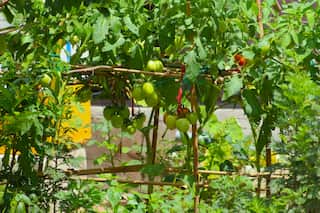 Urban produce.jpg