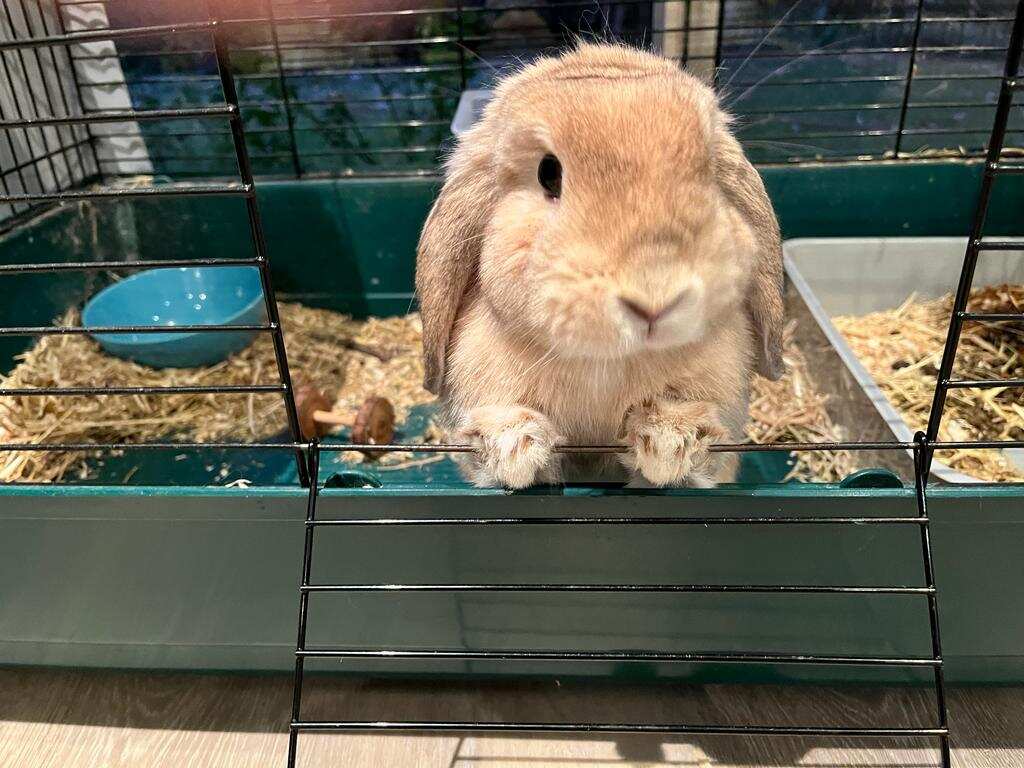 Spuddy melts Elsa's heart with her dreamy and captivating eyes