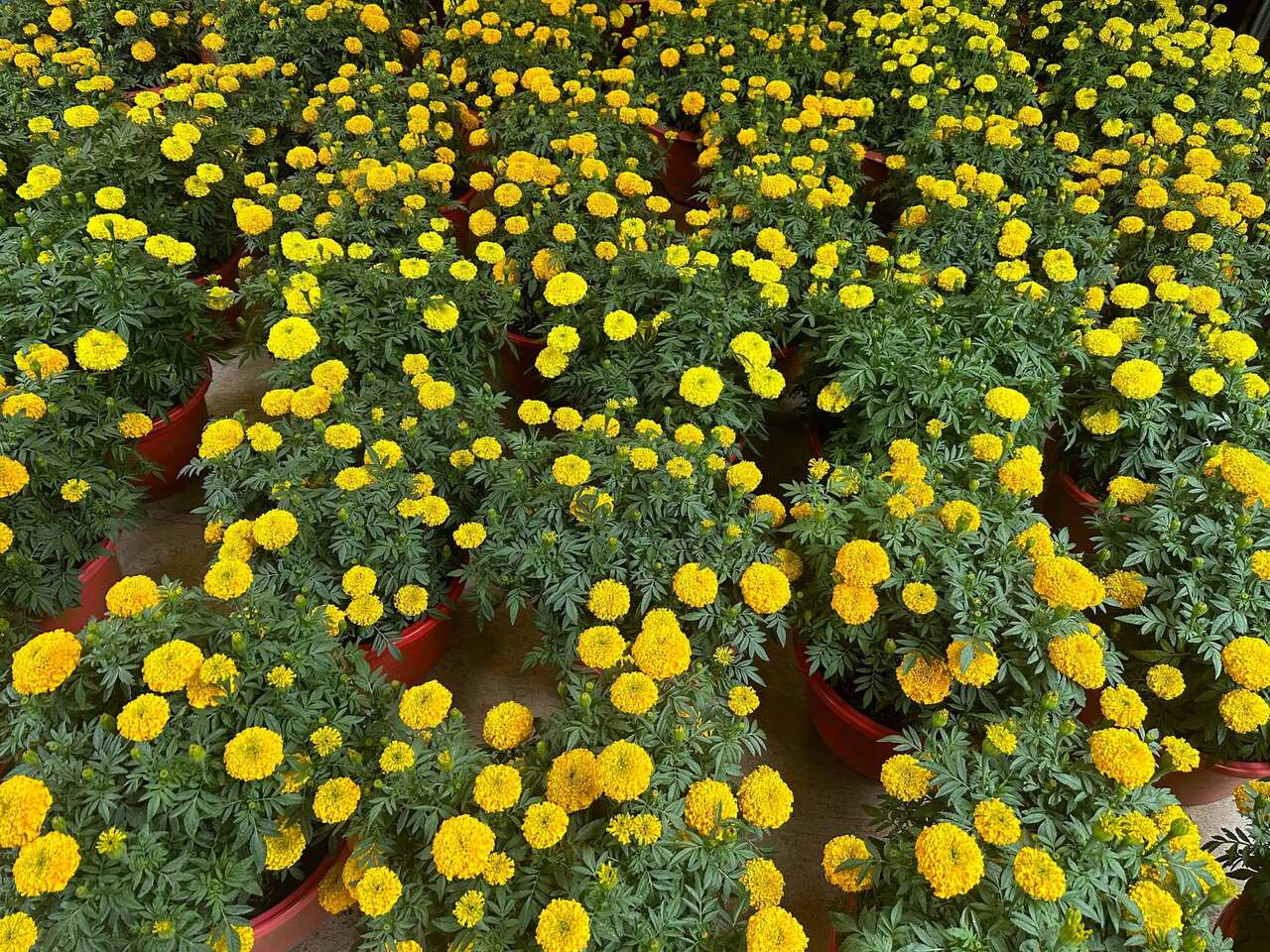 tet oanh hoa van tho.jpg