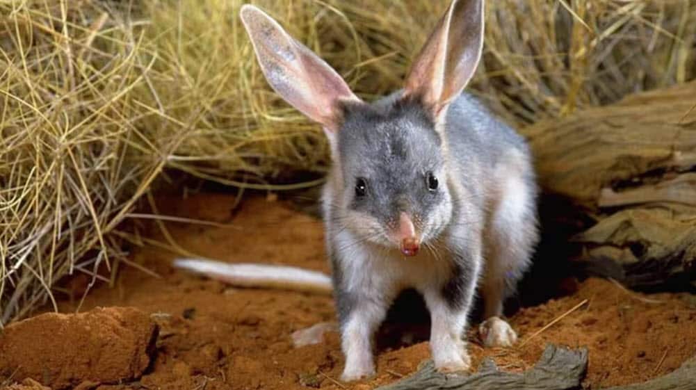 Bilby.jpg