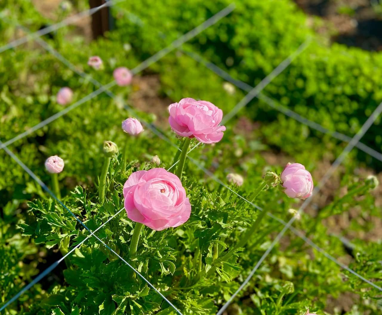 Pure Maiden Flower Farm SBS Thai 3 (2).jpg