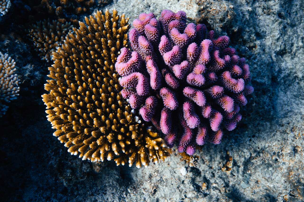 Coral under the sea.