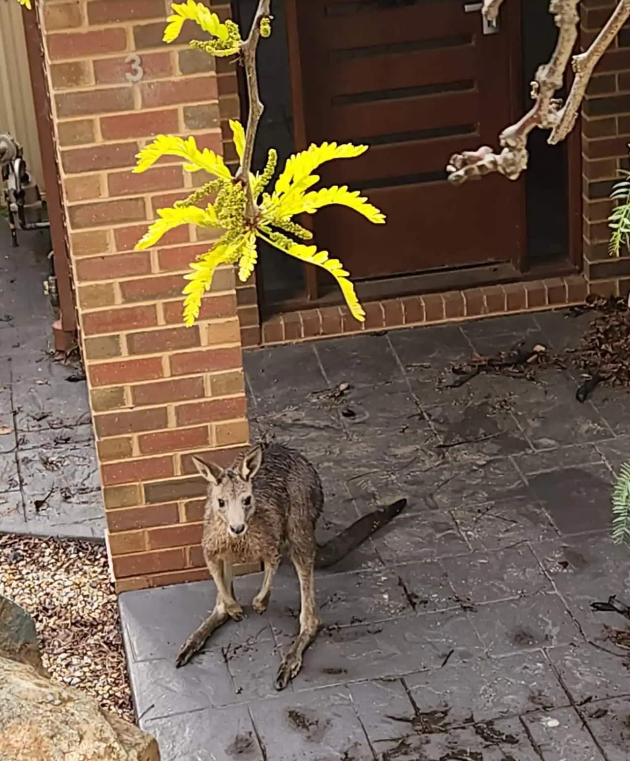 Encuentran a canguro huérfano en una casa en Shepparton, Victoria.