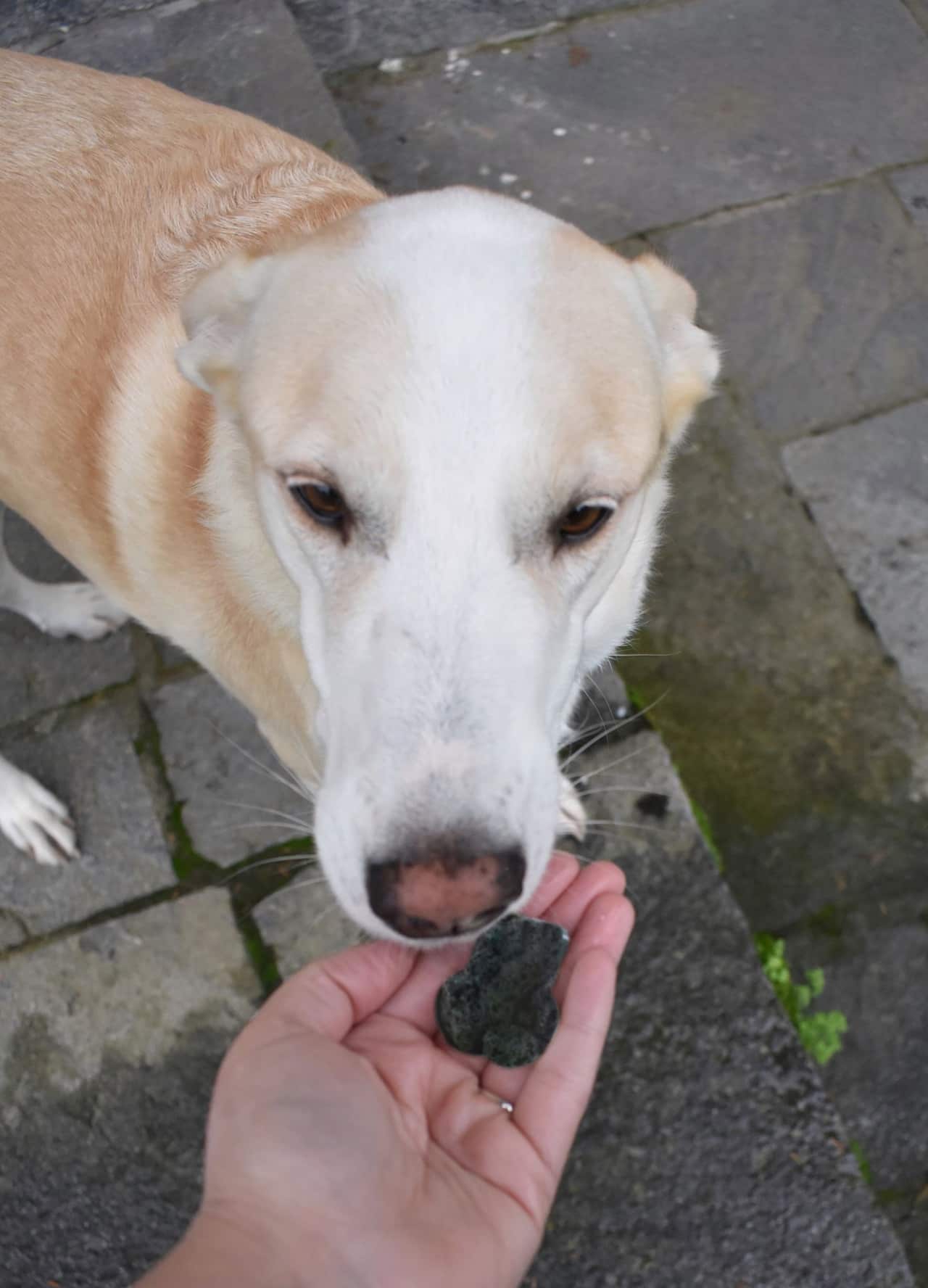 Indiana Jones, il cane di Chiara Cajelli, assaggia un po' di carbone dolce.