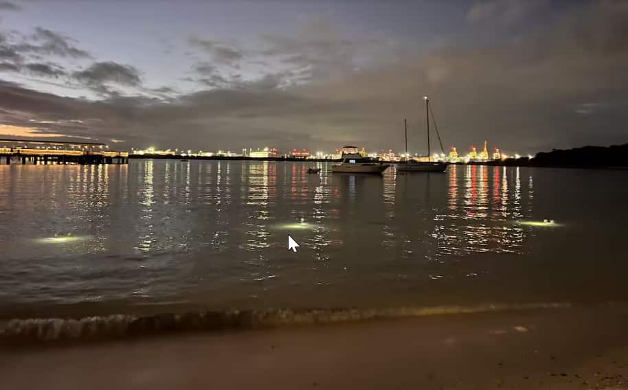 Light traps have been established at Yarra Bay, NSW, as part of research into the impacts of artificial light pollution on marine animals..png