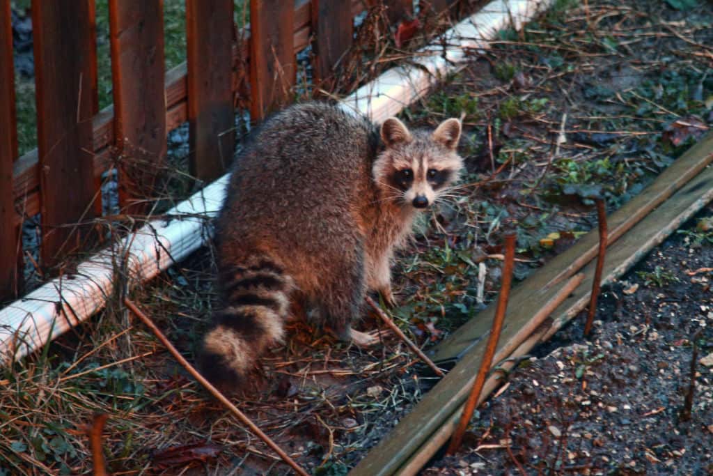 A raccoon outside 