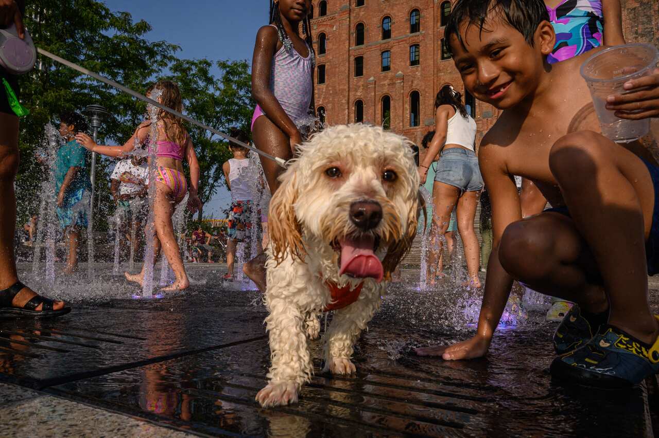 Children play with a dog in a water fountain