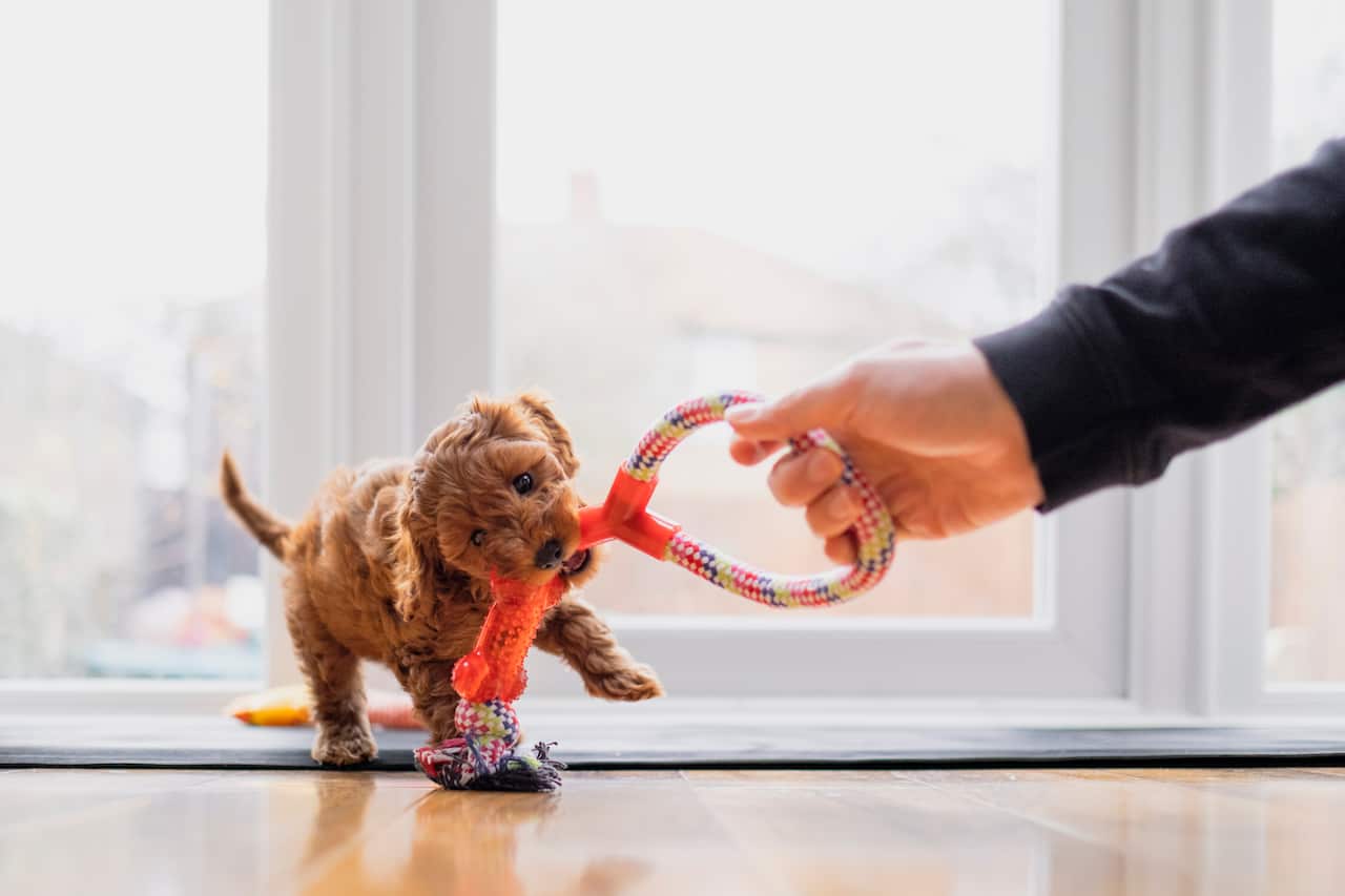 Puppy Playing Tug