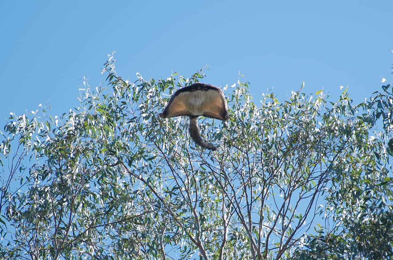 A Greater Glider gliding during the day.
