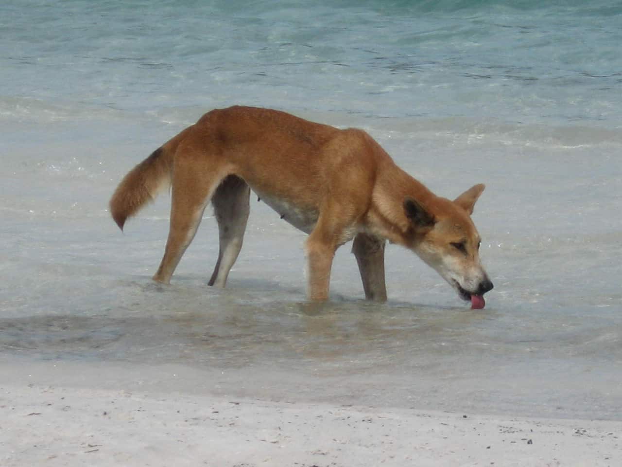 A dingo drinking from a lake.
