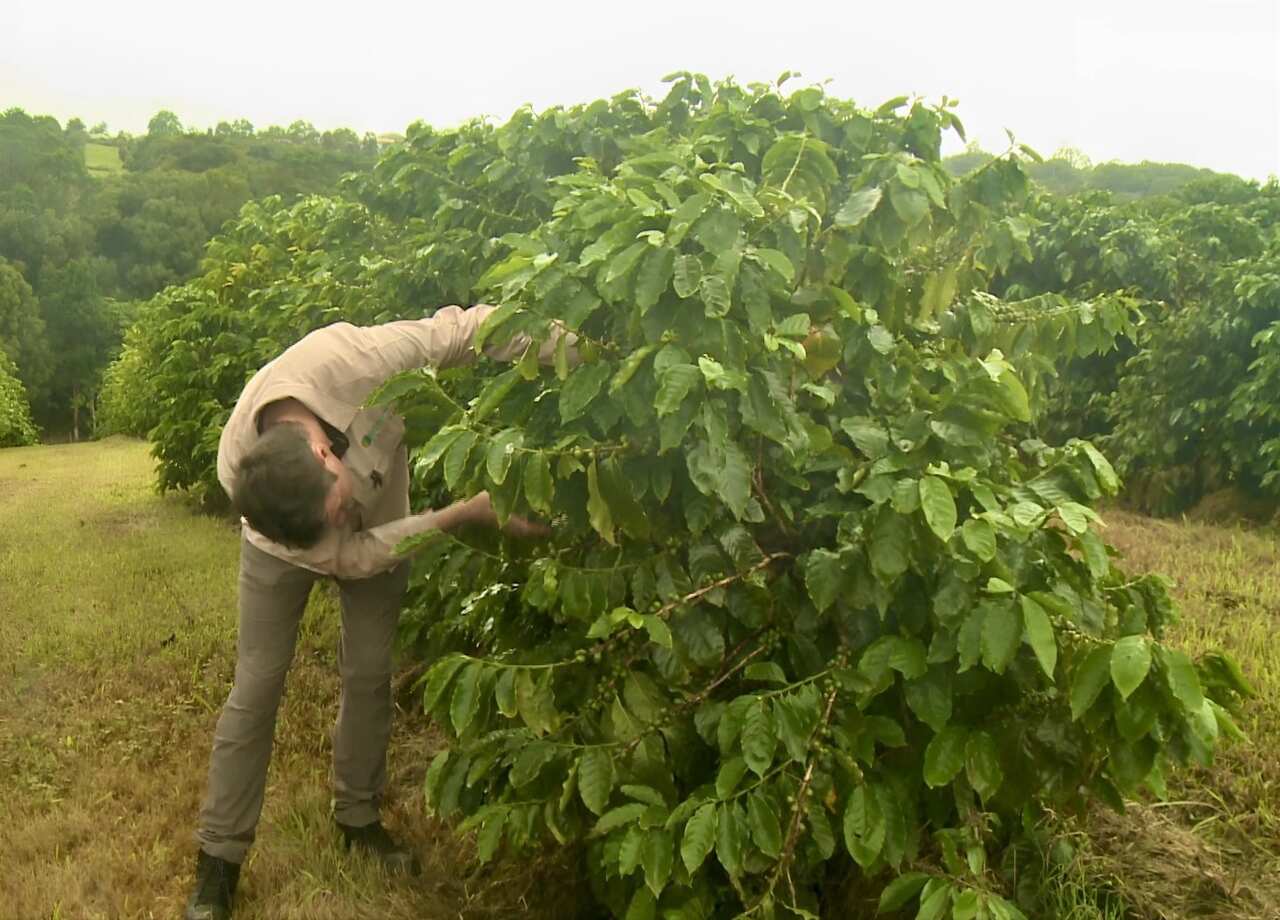 A man in a khaki shirt leans over inspecting berries on a coffee tree.