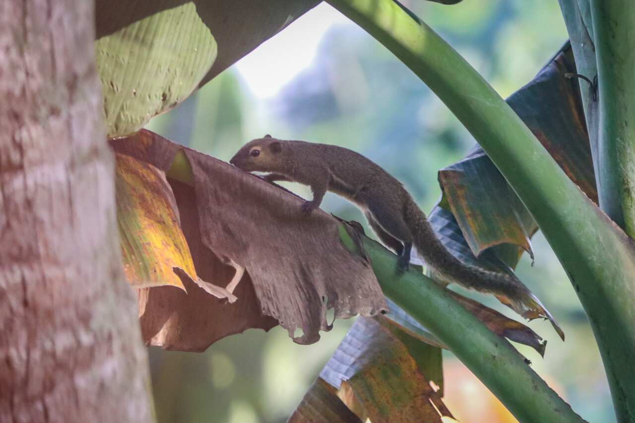 An Indonesian squirrel on a branch of a banana tree.