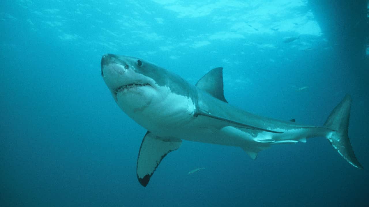 Great White Shark in water