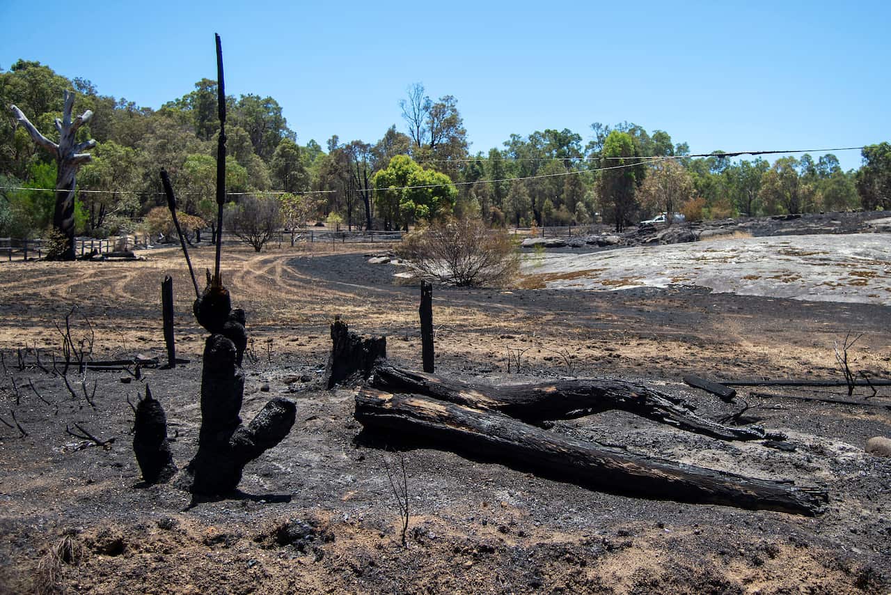 Burned trees after a bushfire.