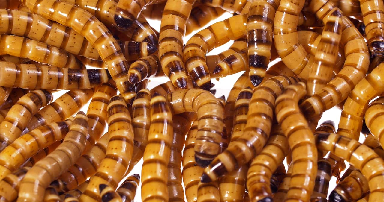 A close up of bright orange mealworms.