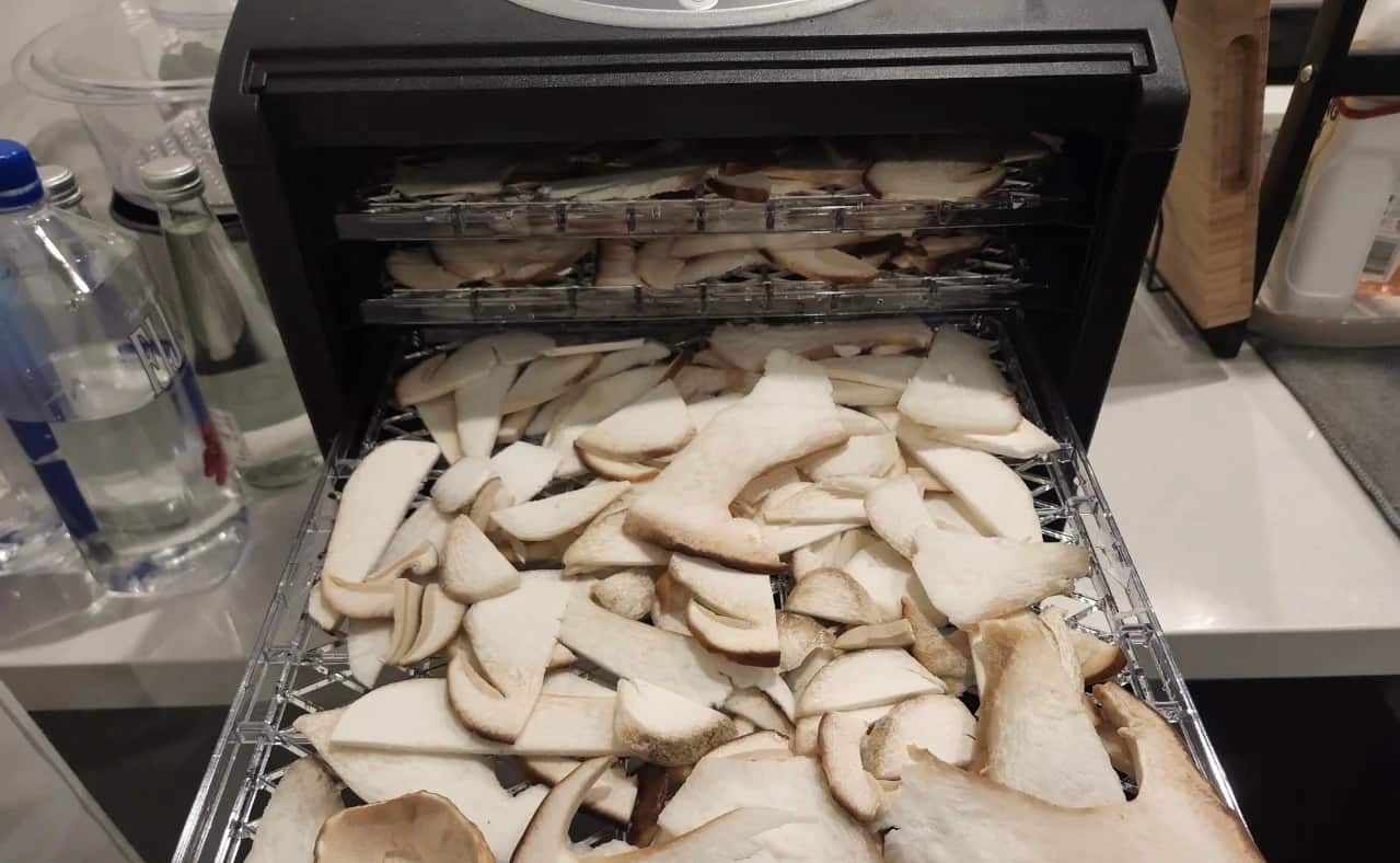 wild mushrooms (2).png