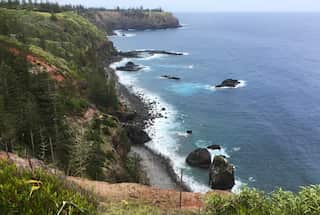 At the edge of the cliff on Norfolk Island, there are tall pine trees, rocks and turquoise-blue water.
