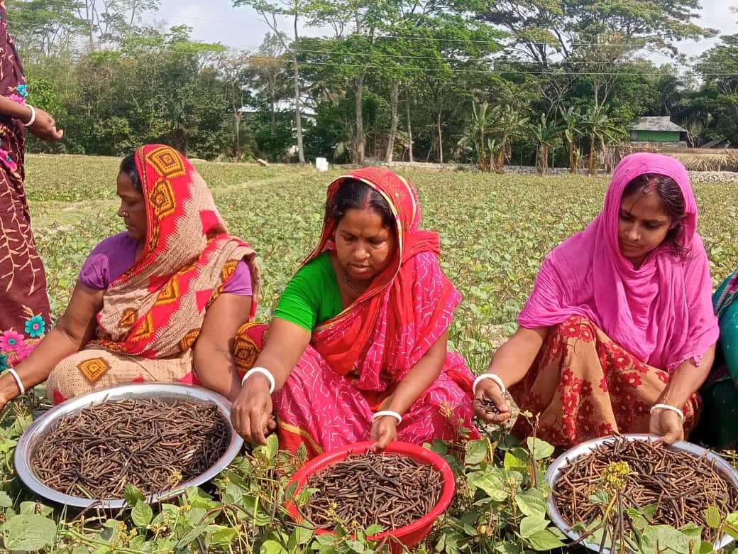 Women farm households are directly involved with mungbean production at Kolapara saline fallow land.jpg