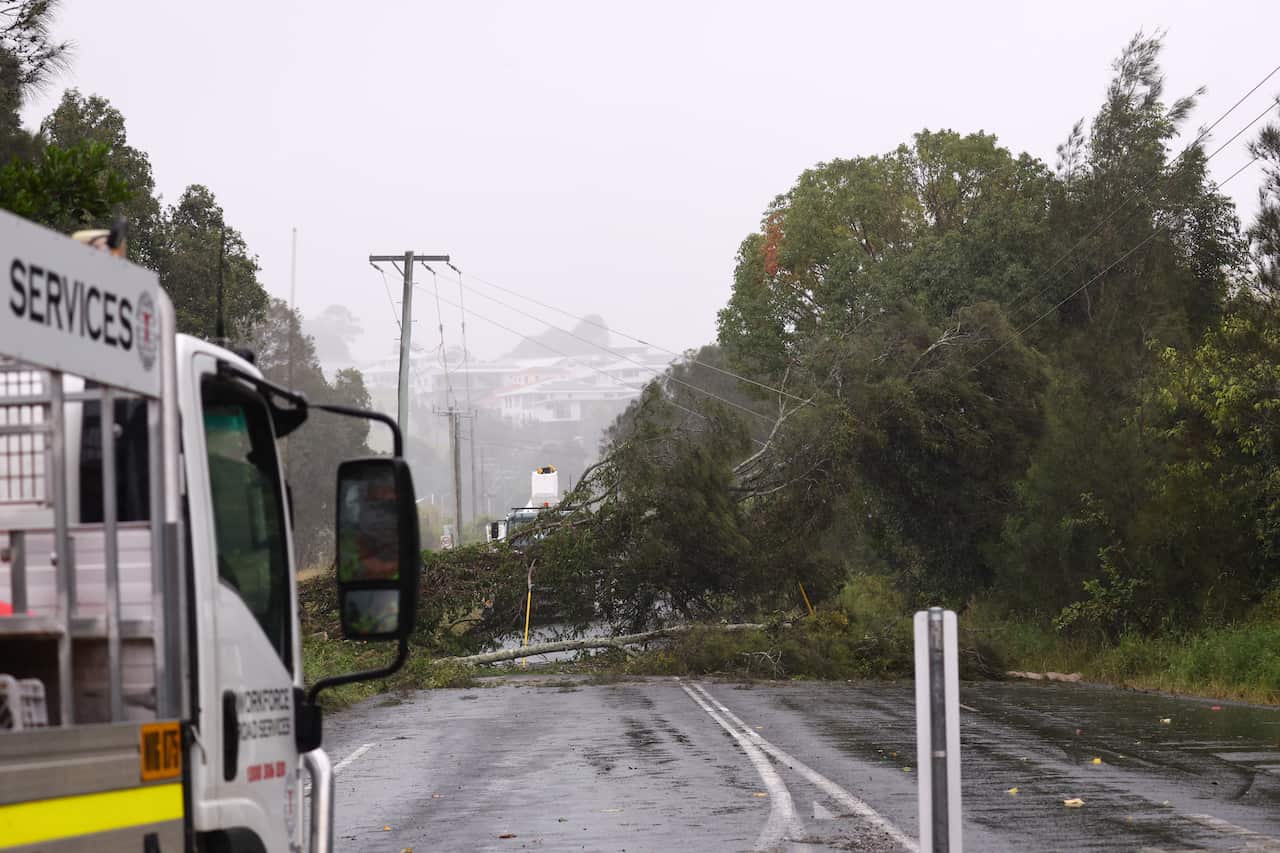 Workers repair damaged power lines from a fallen tree.