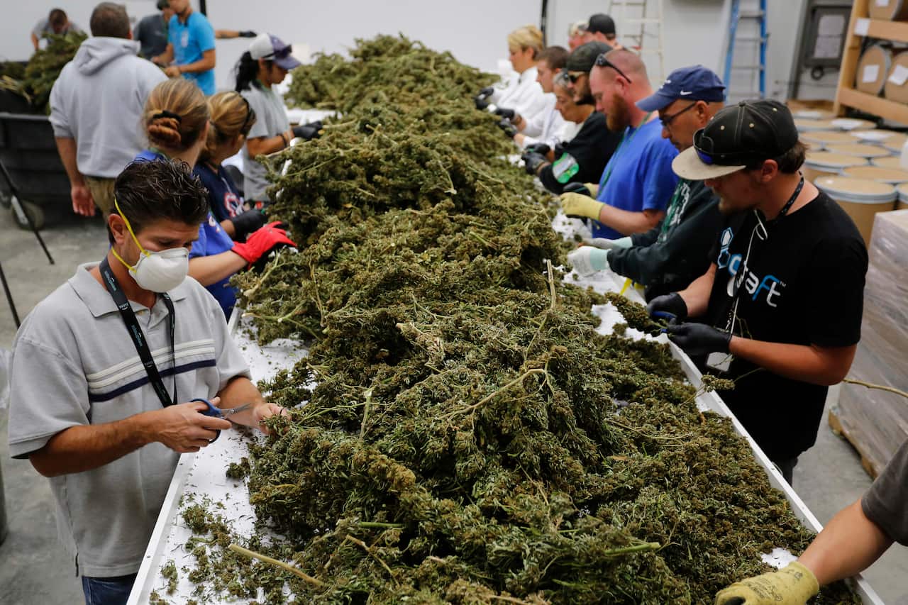 Farmers cutting marijuana plants they harvested.