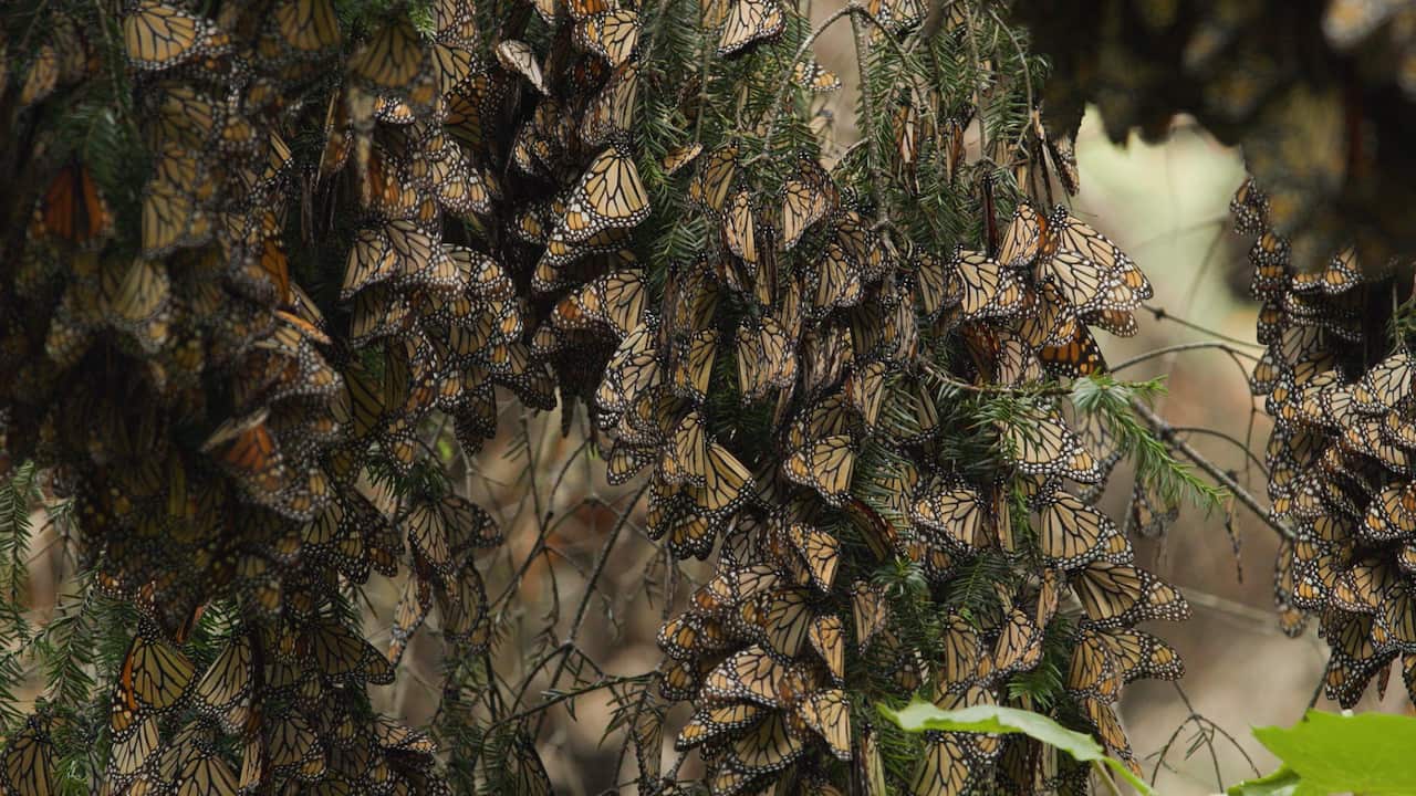 Clusters of Monarch butterflies, smothering trees in the heart of Michoacán's butterfly forests.