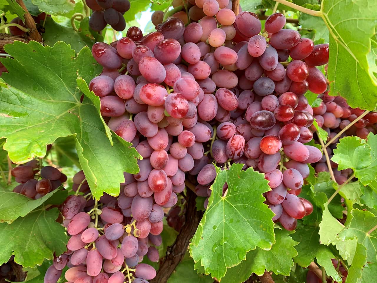 Crimson Seedless grapes are prized for the red colour 