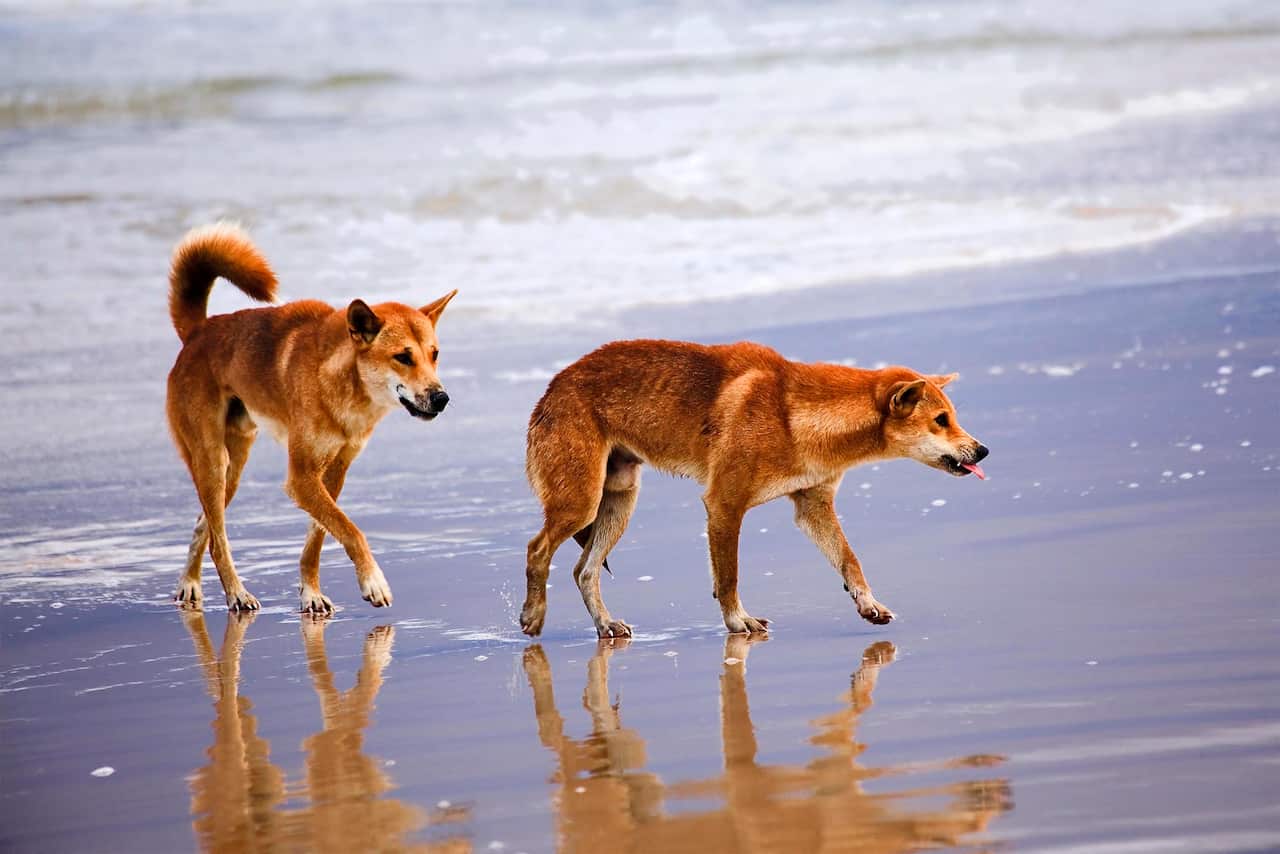 K'GARI FRASER ISLAND DINGOS