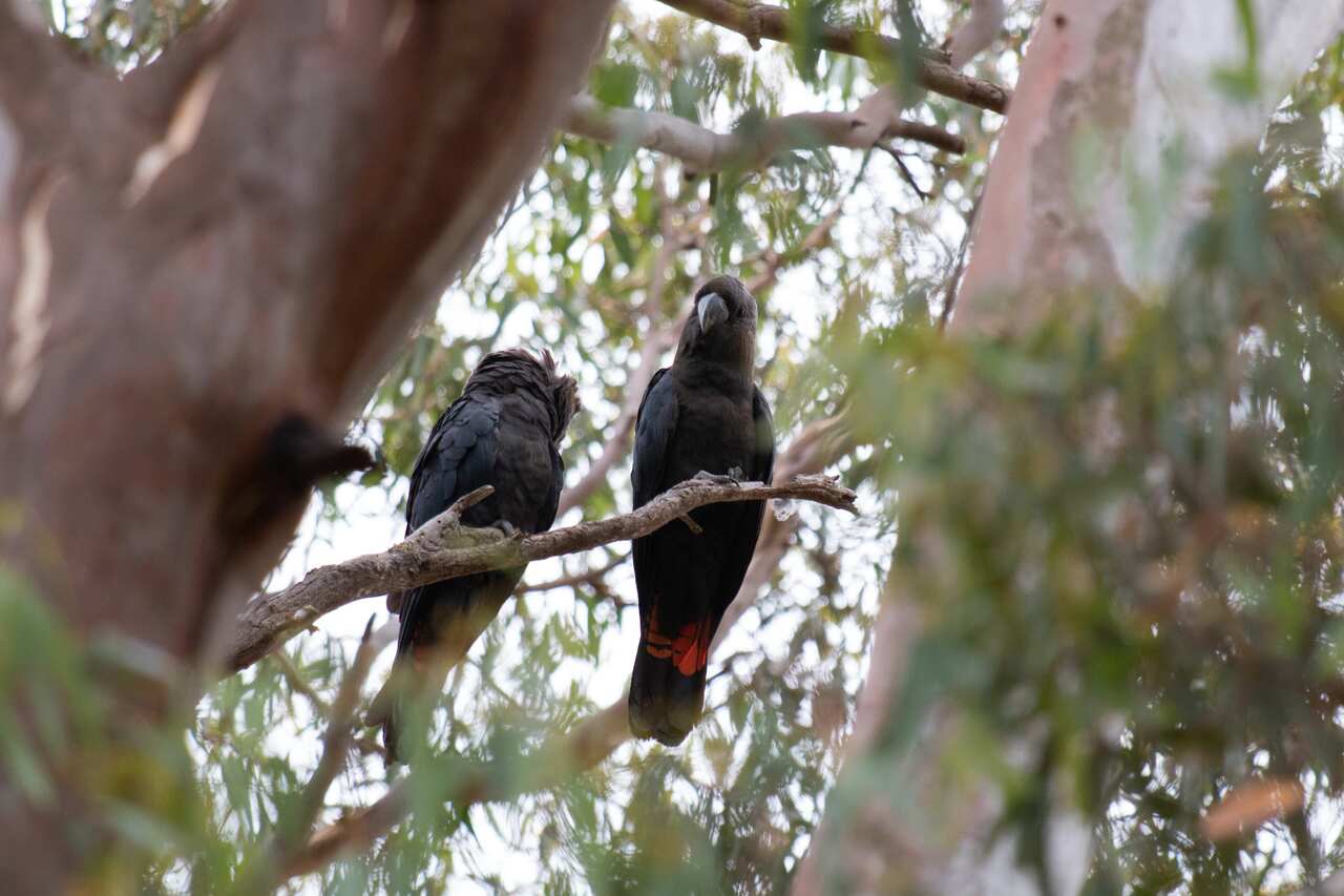 Two black birds sitting on a tree branch,
