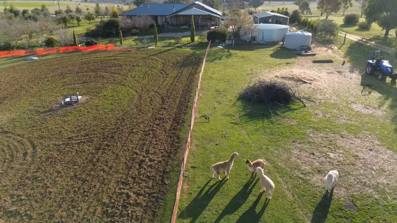 Drone shot of alpacas on a large farm with a home, granny flat, and quad bike. 