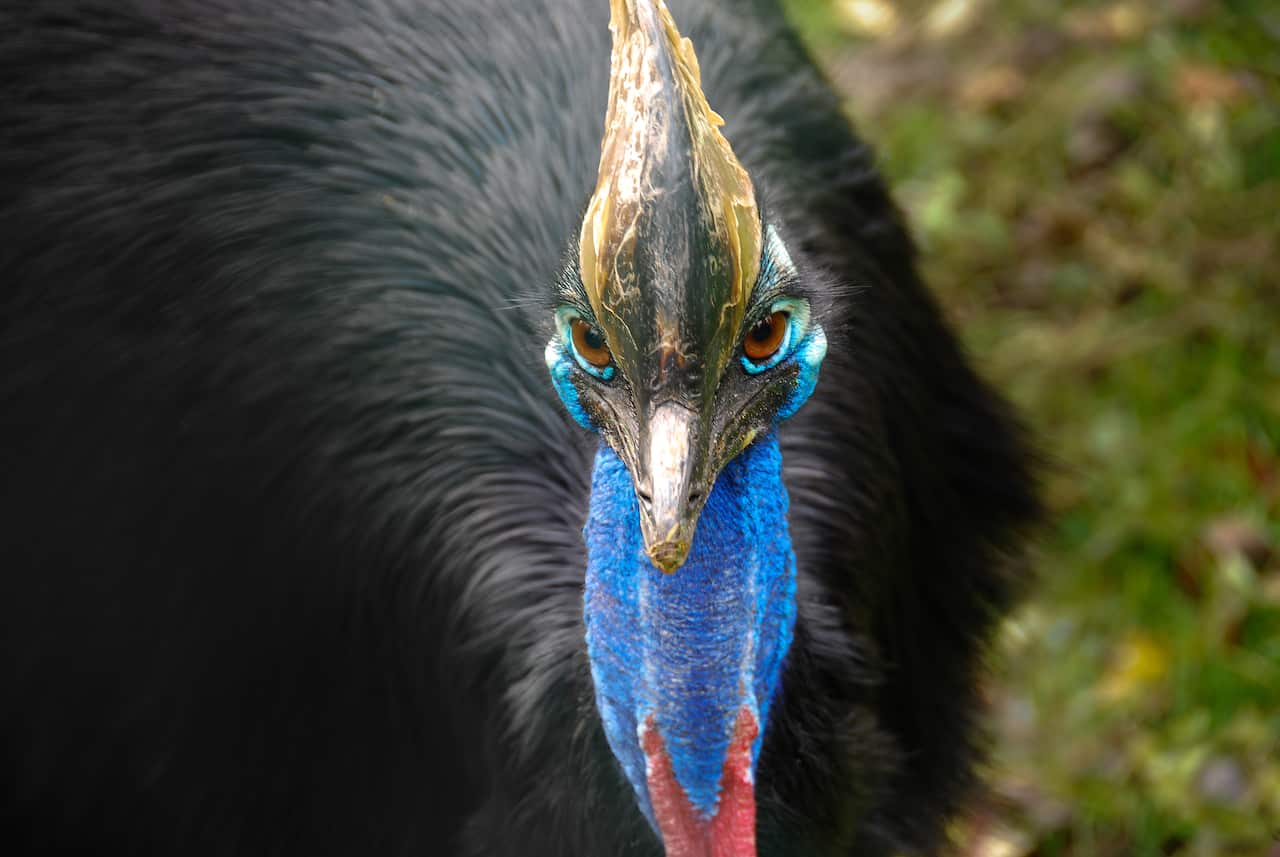 CASSOWARY CONSERVATION QUEENSLAND