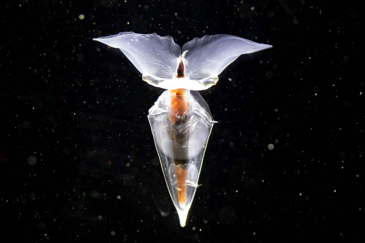 20250321 Clio pyramidata Pete Harmsen AAD.jpg