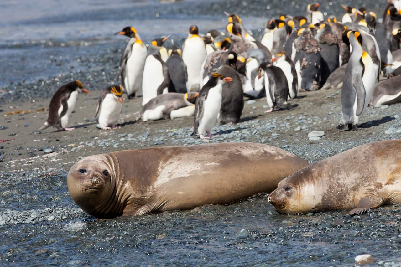 Large seals lying on a beach, in the background are dozens of penguins