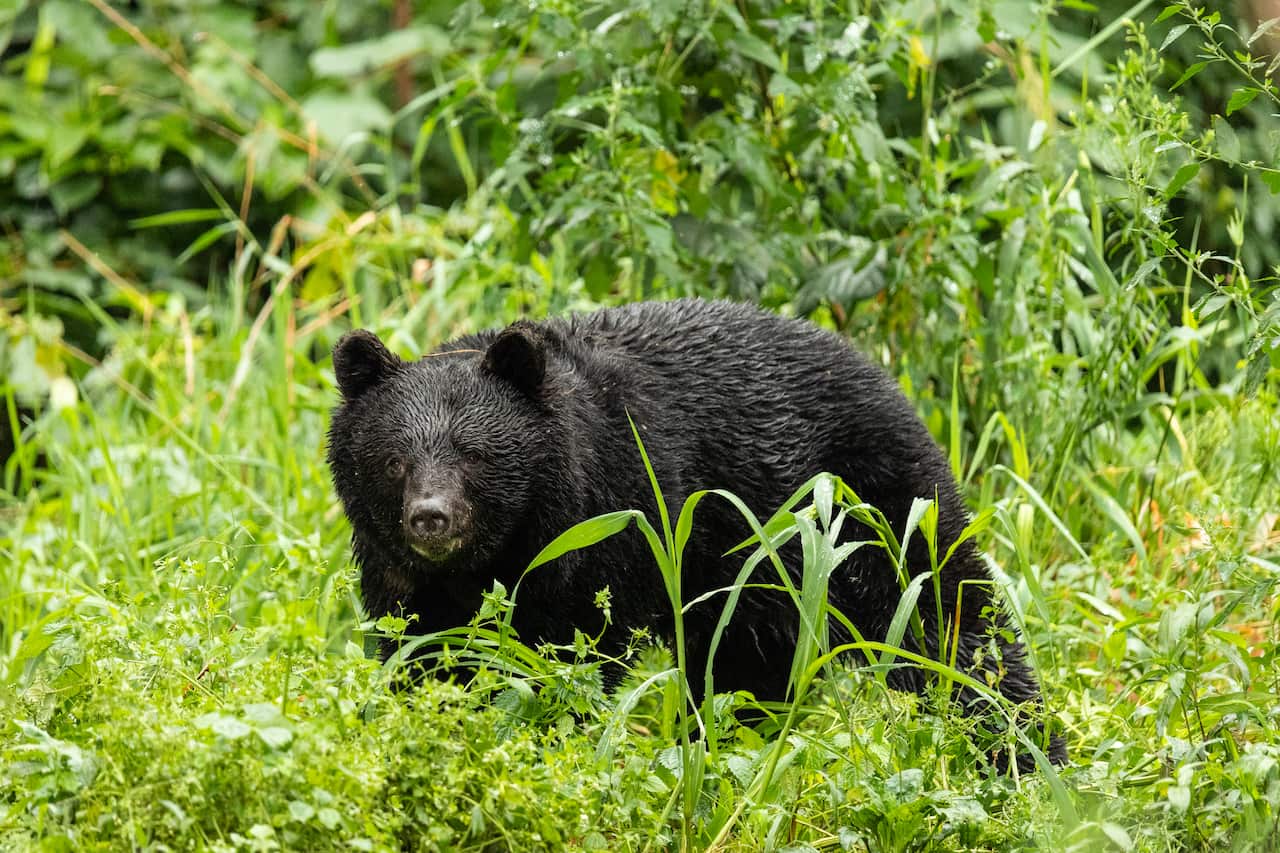 A black bear standing in tall grass in the wild