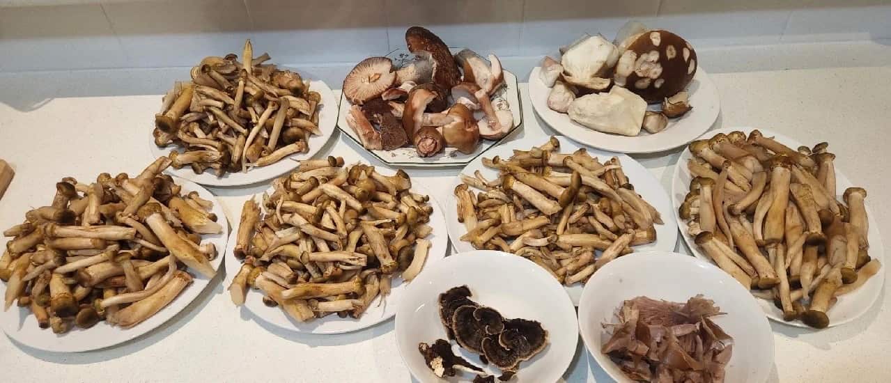 wild mushroom (7).png