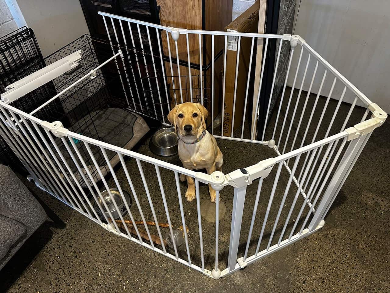 seeing eye dogs puppy carer (8).png