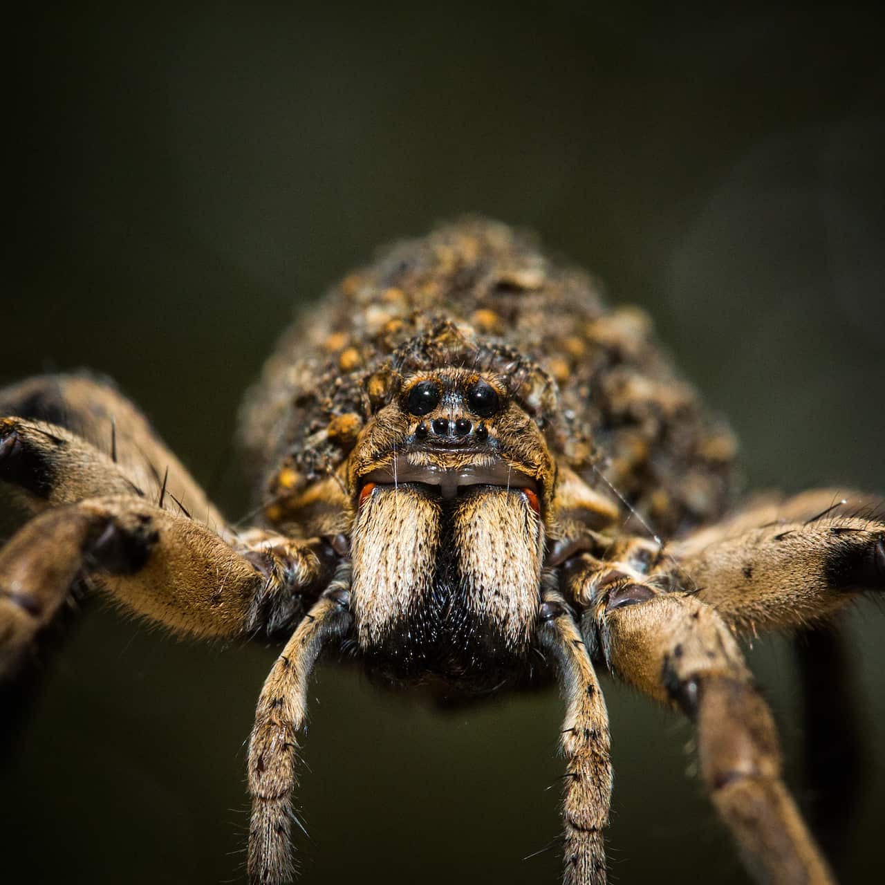 (Lycosidae) Wolf Spider, Australia