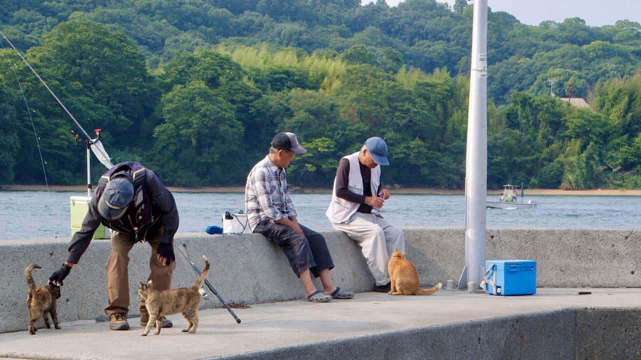 The Cats of Gokogu Shrine