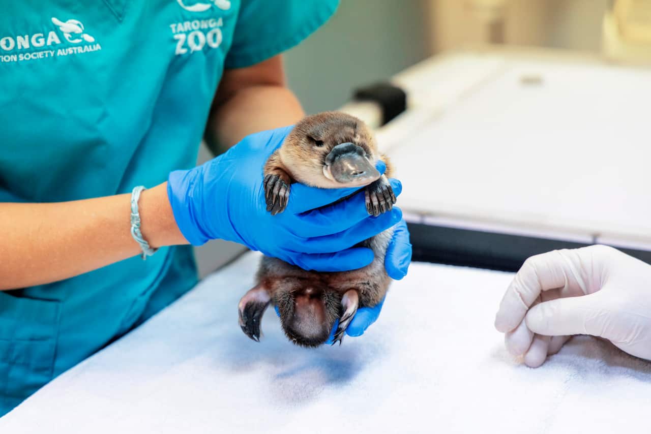 A veterinarian with blue gloves holds a platypus.