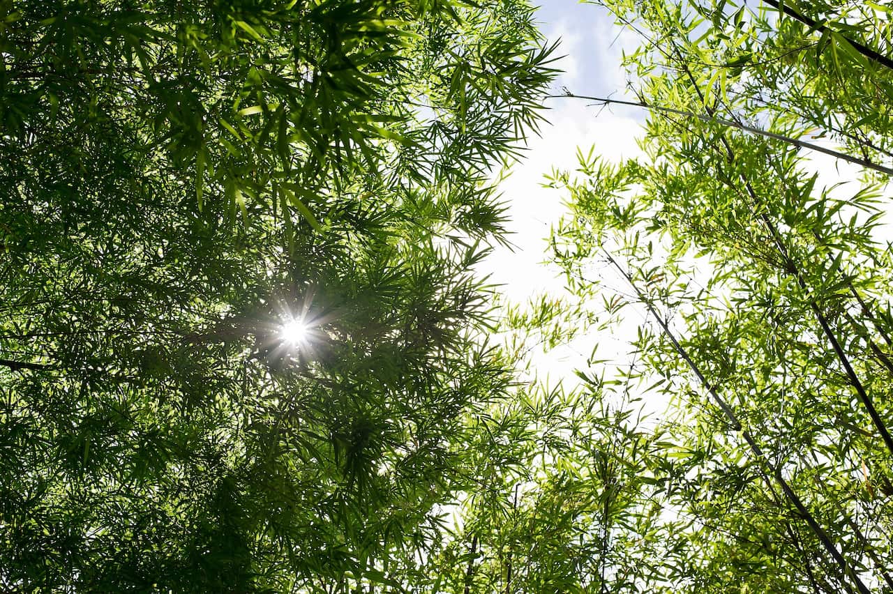 nature_bamboo_forest.jpg