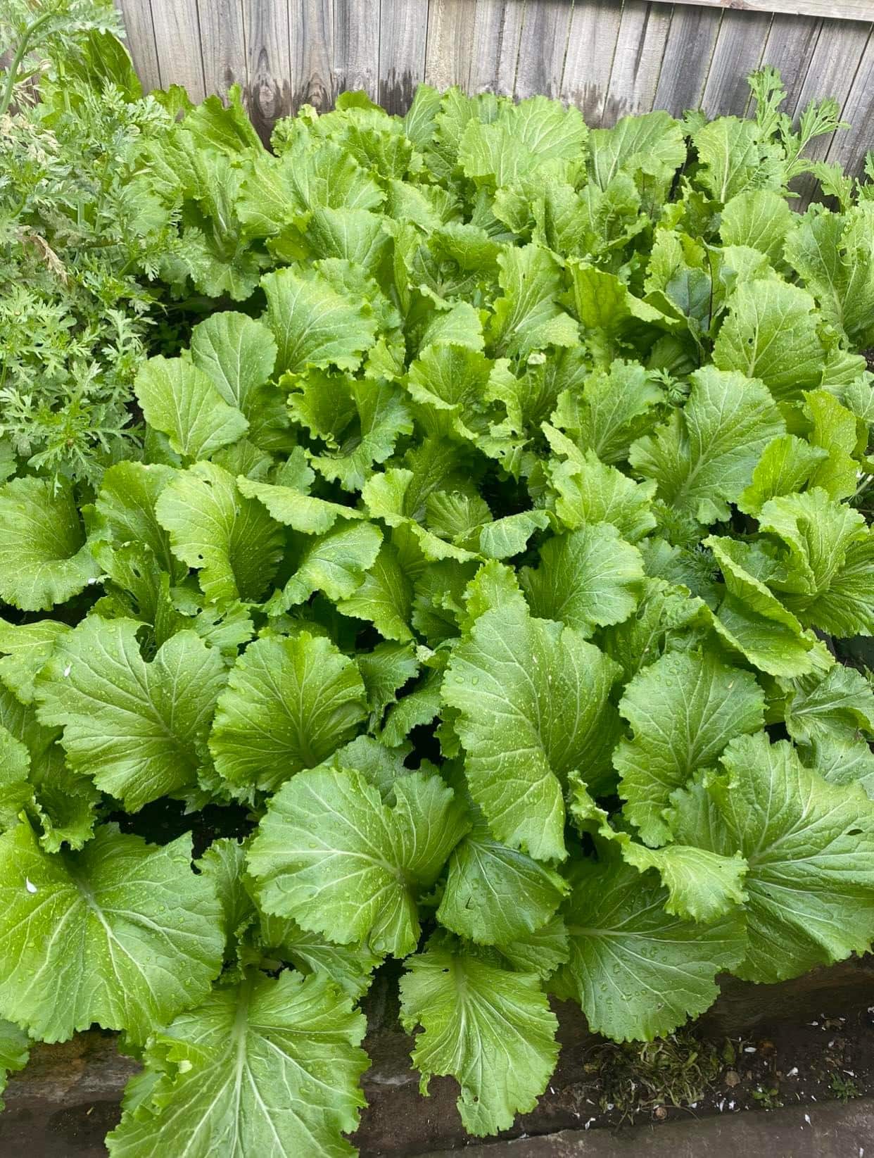 vuon rau Thuy An 4.jpg