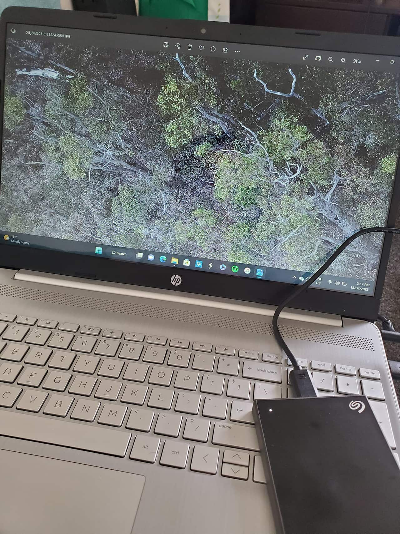 Treetops on a laptop screen.