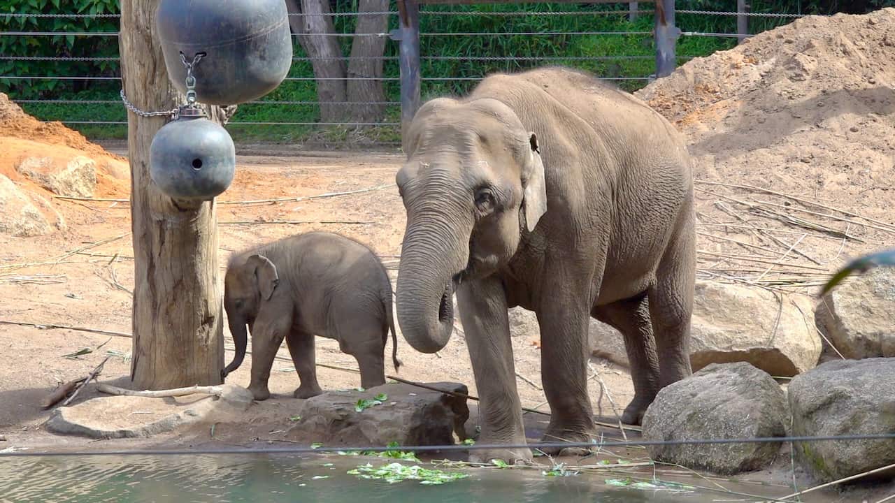 MELB ZOO THAI ELEPHANT 005.jpeg