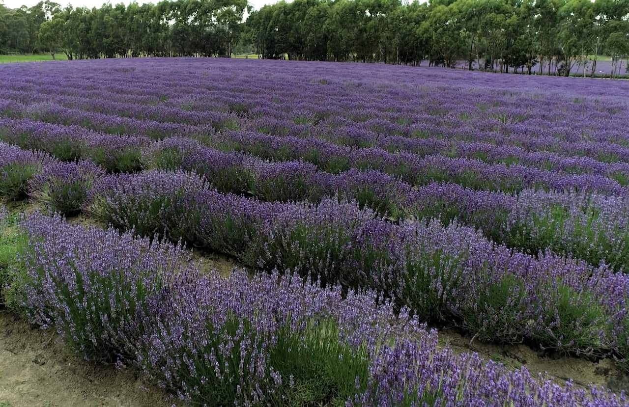 Lavender fields with rows of plants in bloom.