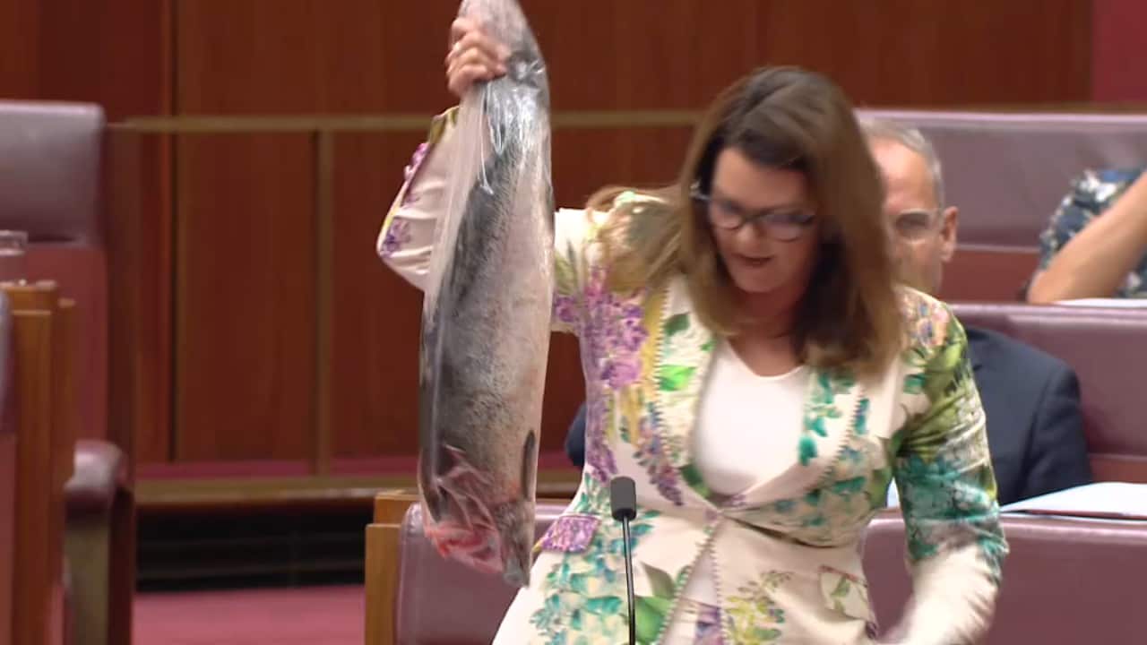Greens senator Sarah Hanson-Young holding a dead salmon wrapped in plastic while inside the upper house.