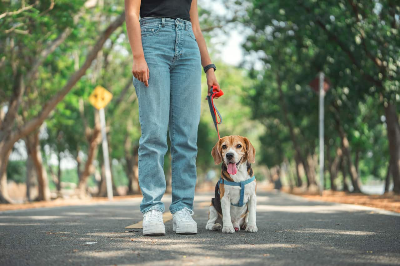 A woman wearing jeans stands next to a dog on a lead in the middle of a road.