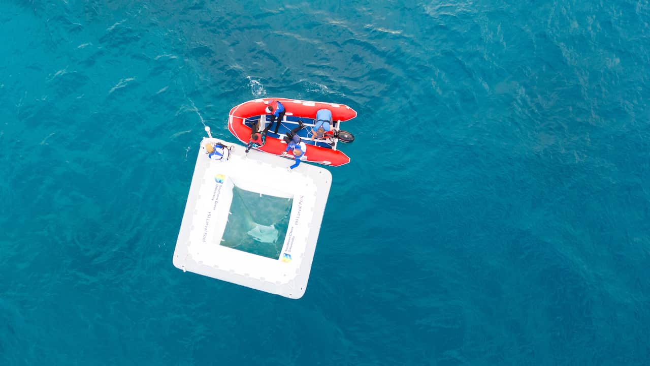 An aerial view shows a small square-shaped pool made from white PVC tubes floating in the blue sea, with marine workers in a lifeboat next to it.