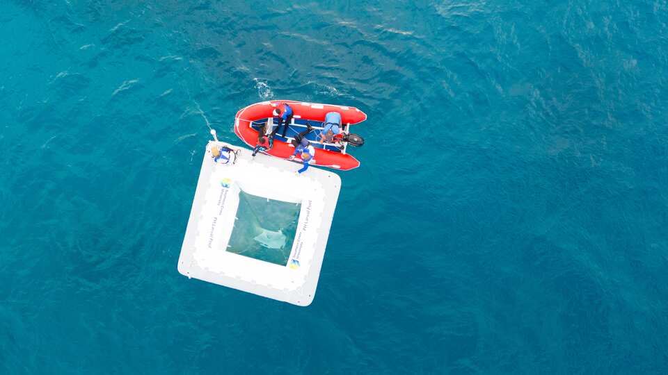 The technique that could help save the Great Barrier Reef | SBS News