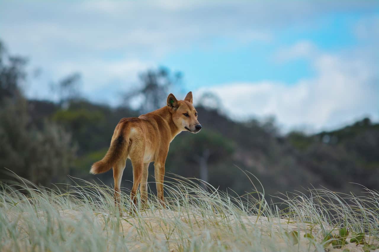 Donna the dingo