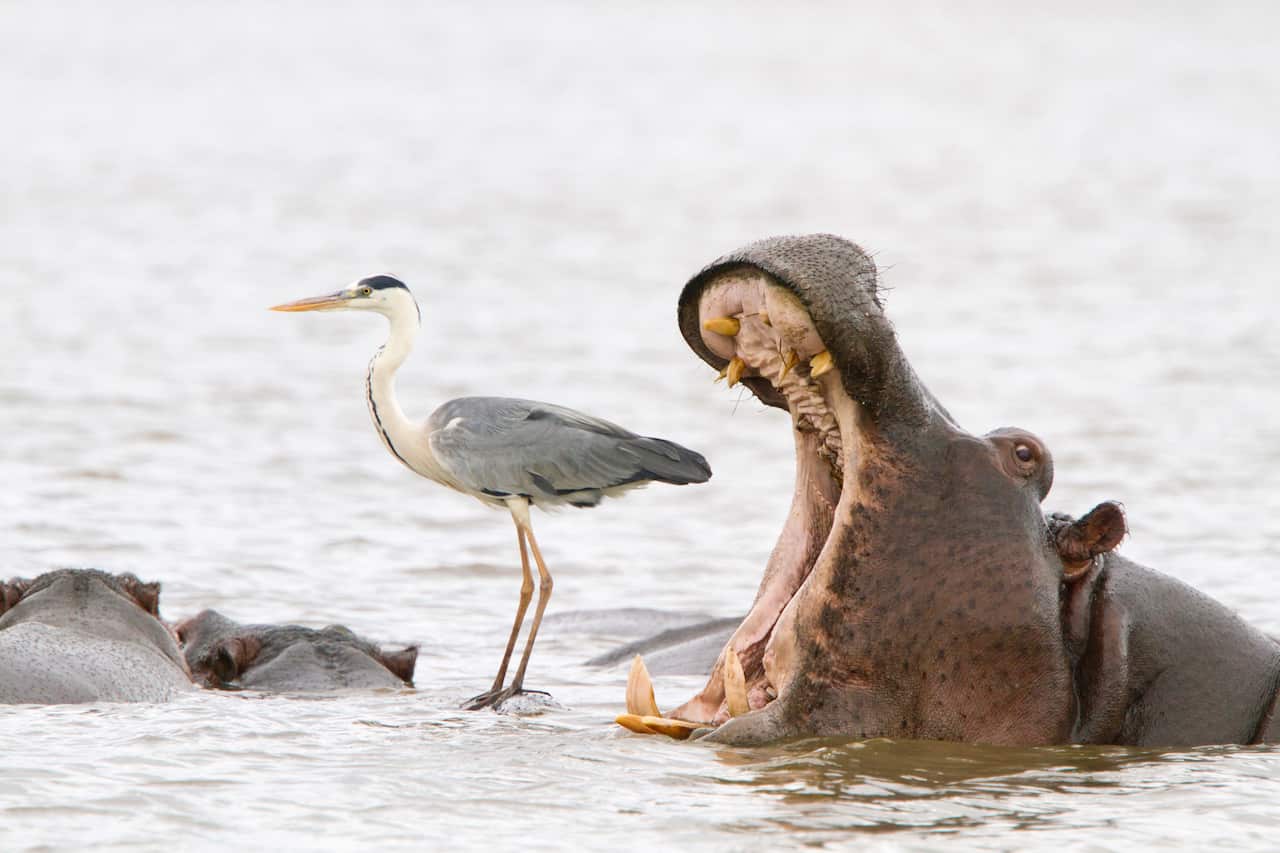 Héron cendré (Ardea cinerea) + Hippopotame (Hippopotamus amphi