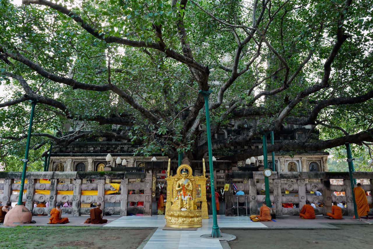 Các nhà sư ngồi tĩnh toạ bên dưới "hậu duệ" của cây bồ đề nơi Đức Phật thành đạo.